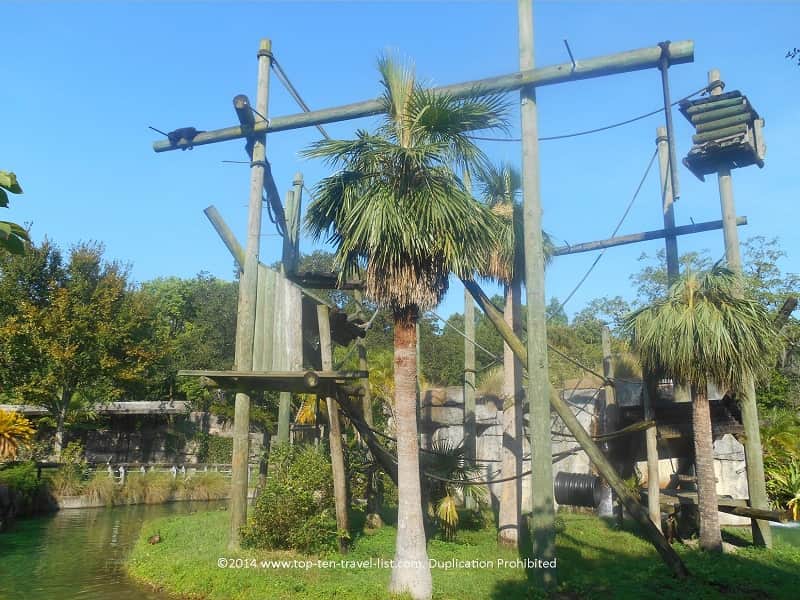 Primate World at Zoo Tampa