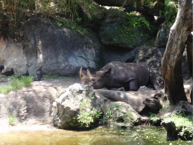 Rhino at Disney's Animal Kingdom park 