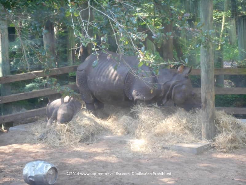 Rhino at Zoo Tampa