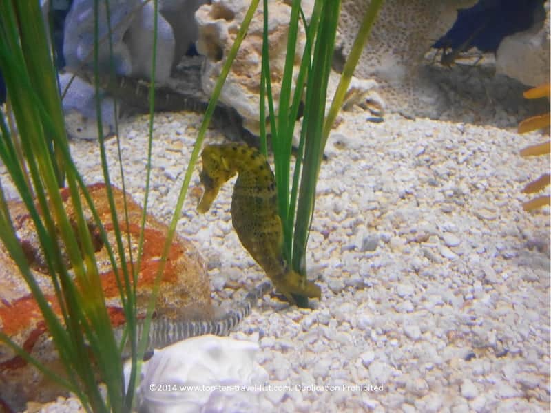 A beautiful seahorse at The Florida Aquarium in Tampa 