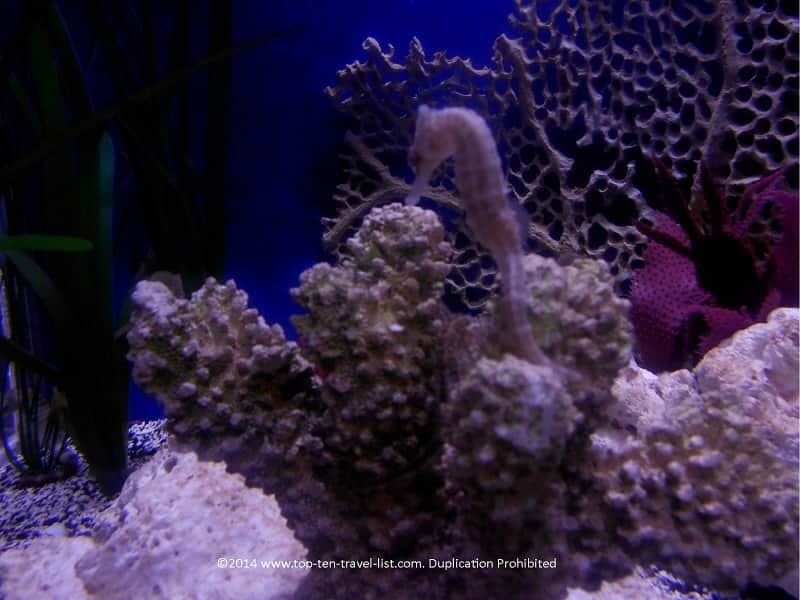 Beautiful seahorse at The Florida Aquarium  in Tampa 
