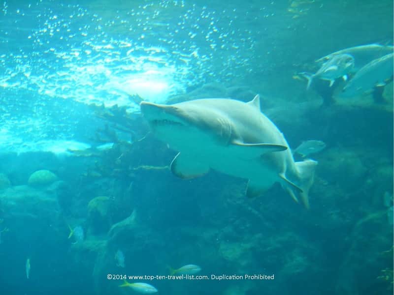 Tiger shark at The Florida Aquarium in Tampa