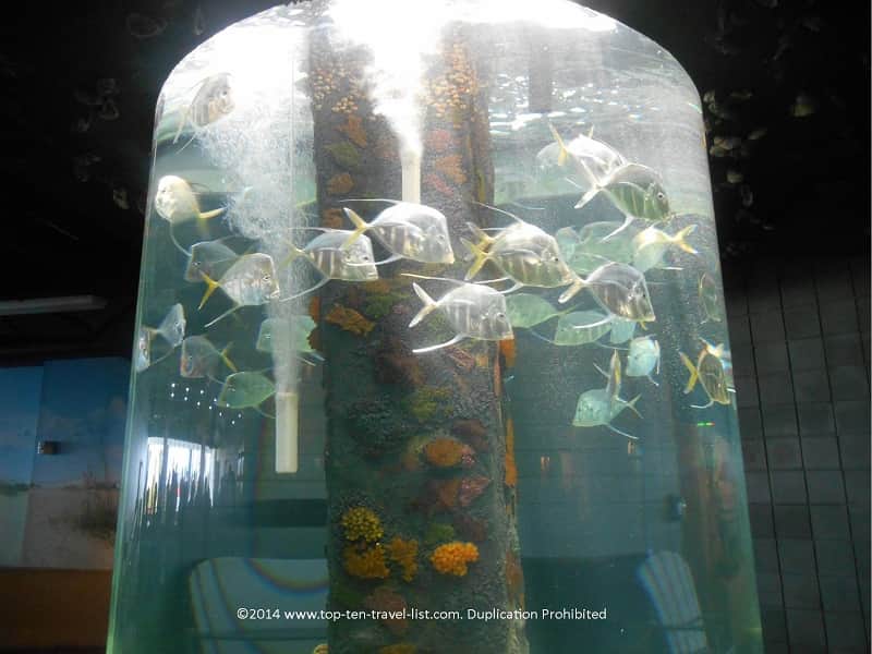 Translucent fish at The Florida Aquarium in Tampa