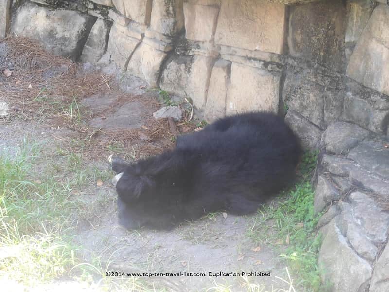 Sloth Bear sleeping at Zoo Tampa