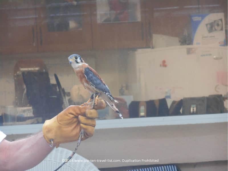 Smallest falcon at Boyd Hill Nature Center