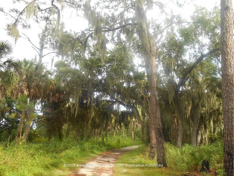 Spanish moss trees at Boyd Hill Nature Preserve