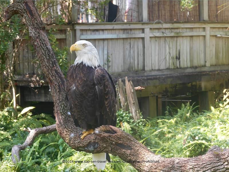 Bald Eagle at Zoo Tampa