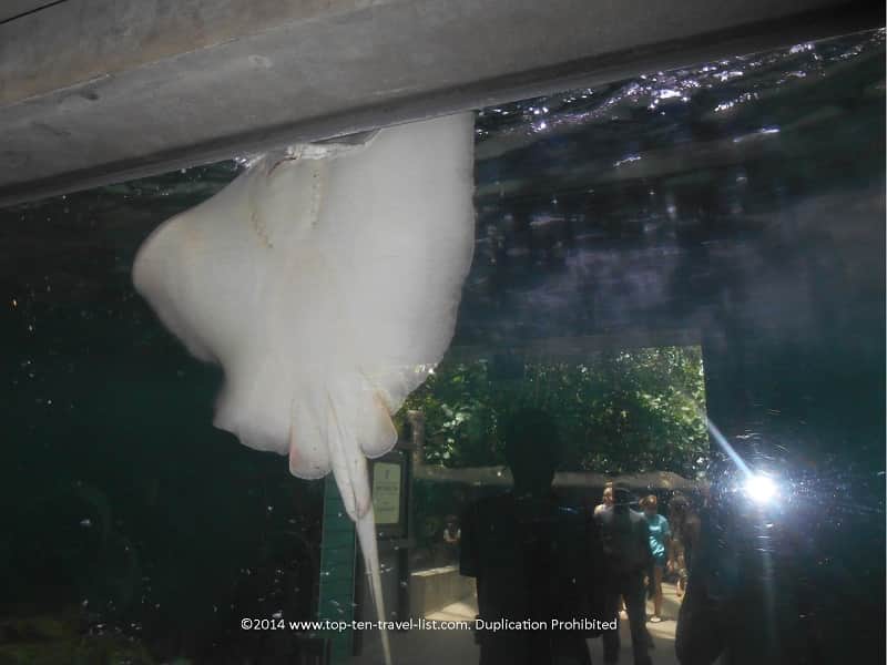 Stingray at The Florida Aquarium - Tampa, Florida 