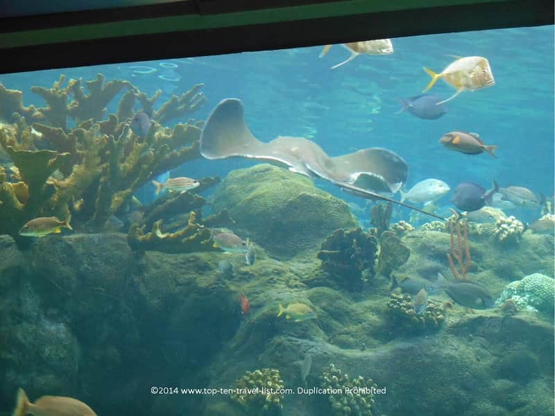 Stingray swimming at The Florida Aquarium - Tampa, Florida 