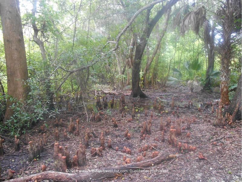 Views of a swamp at Boyd Hill Nature Preserve 