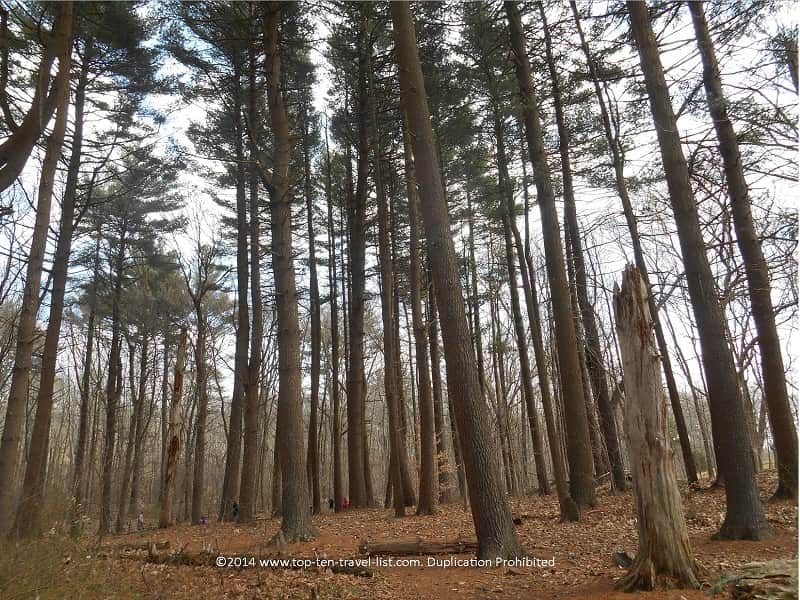 Tall pine trees at Caratunk Wildlife Refuge in Seekonk, MA