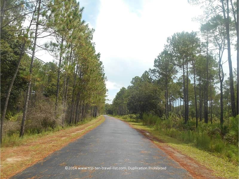 Tall pines lining the Florida Flatwoods Loop - Flatwoods Park in Tampa 