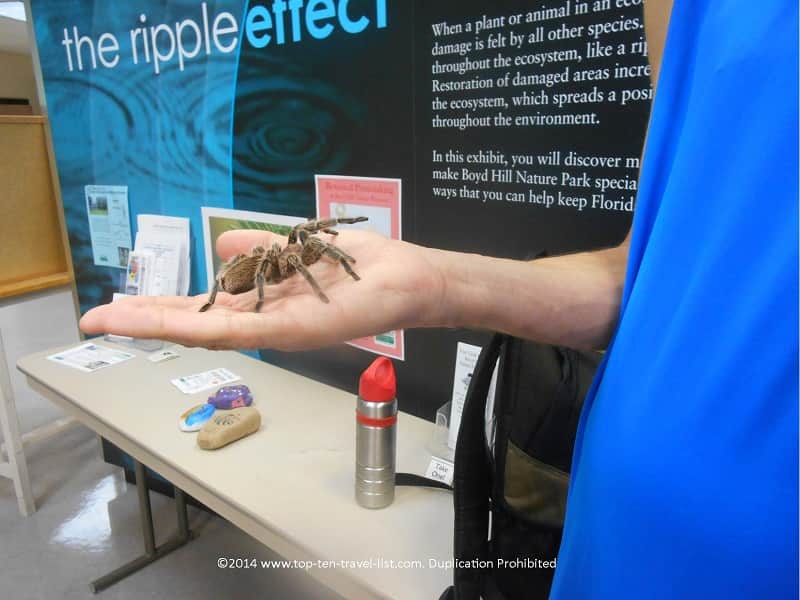 Holding a tarantula