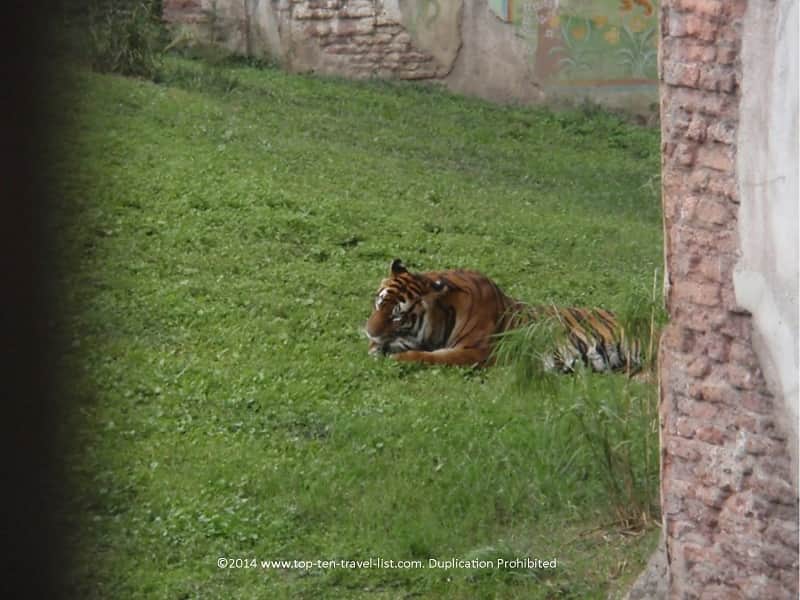 Tiger at Animal Kingdom theme park