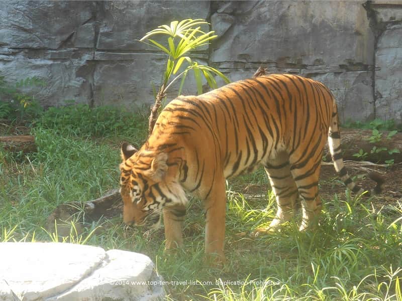 Tiger at Zoo Tampa