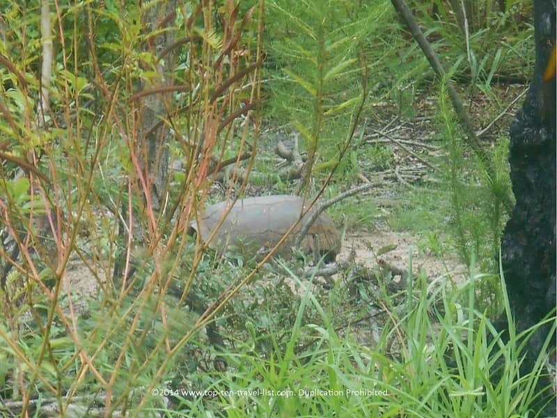 Gopher tortoise Boyd Hill Park