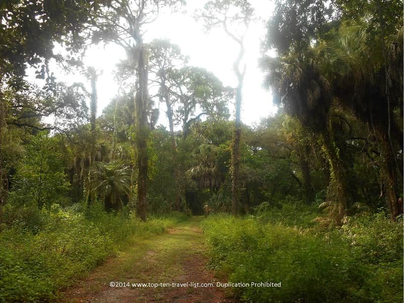 Scenery on the Uplands trail at Boyd Hill Nature Preserve