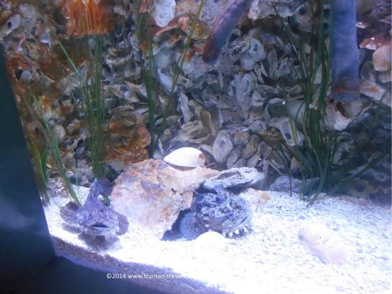 Strange looking fish at The Florida Aquarium 