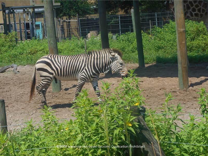 Zebra at Zoo Tampa