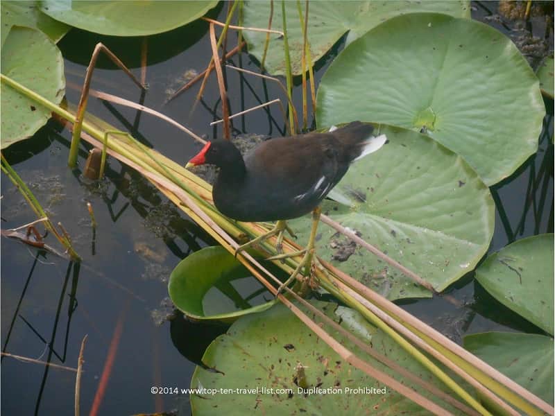 American Coot at Eagle Lake Park in Largo, Florida 