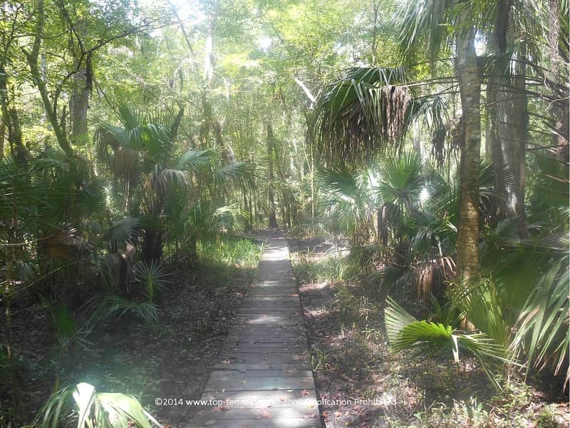 Boardwalk at Hillsborough River State Park in Tampa