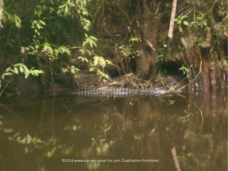 Gator seen on the River Rapids Trail at Hillsborough River State Park in Tampa
