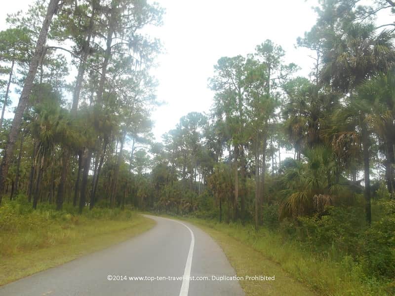 Pine flatwoods along the loop trail at Hillsborough River State park in Tampa
