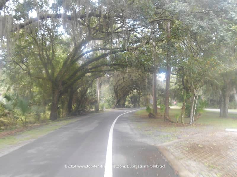 Beautiful trees on the loop around Hillsborough River State Park in Tampa