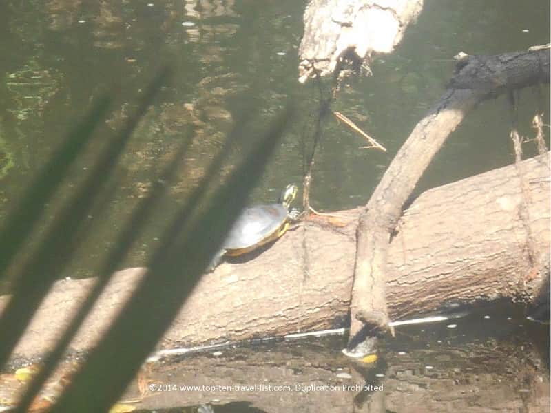 Turtle enjoying the sun at Hillsborough River State Park in Tampa