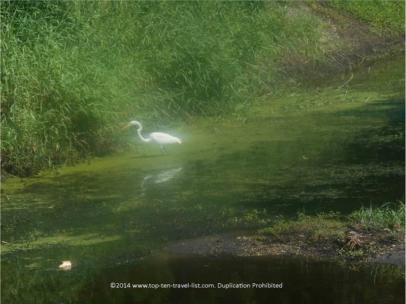 Snowy Egret along the Upper Tampa Bay Trail