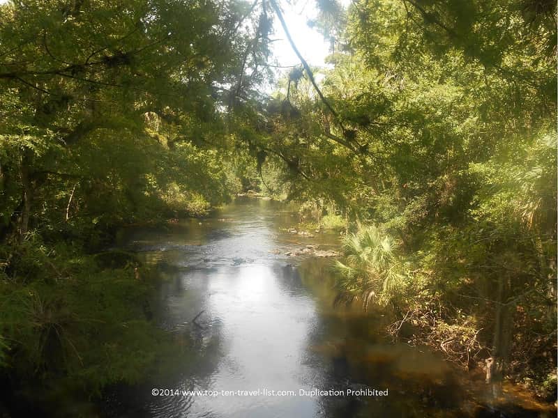 River scenery from the boardwalk at Hillsborough River State Park
