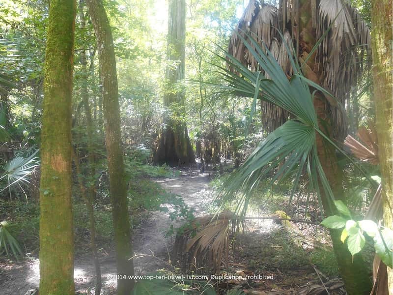 Lush plant life along the River Rapids trail at Hillsborough River State Park
