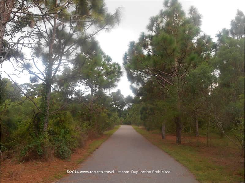 Pine flatwoods at Eagle Lake Park in Largo, Florida 