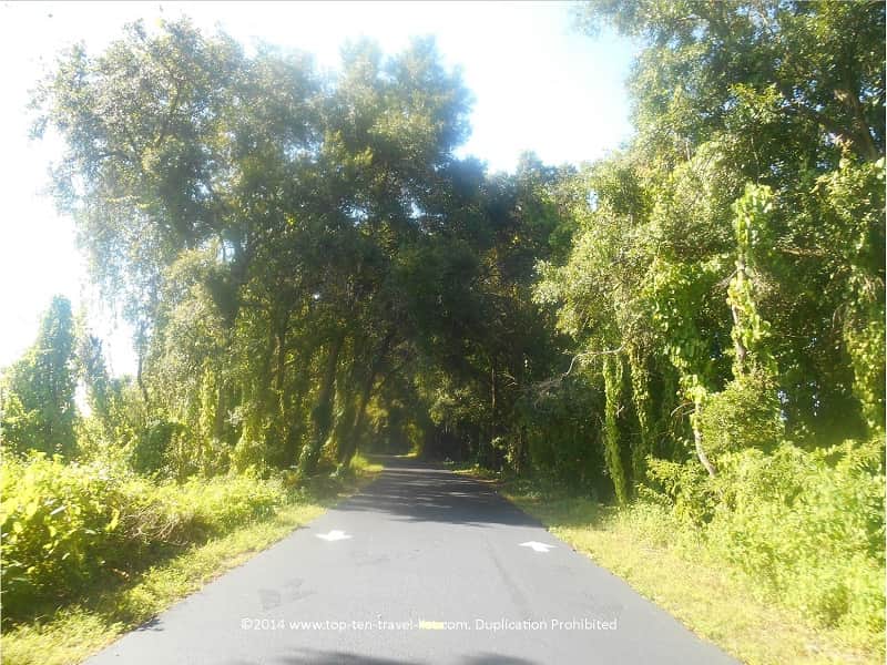 Pretty tree lined views along the Upper Tampa Bay trail