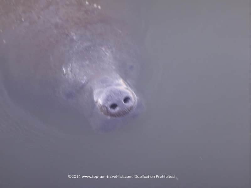 Manatee sighting