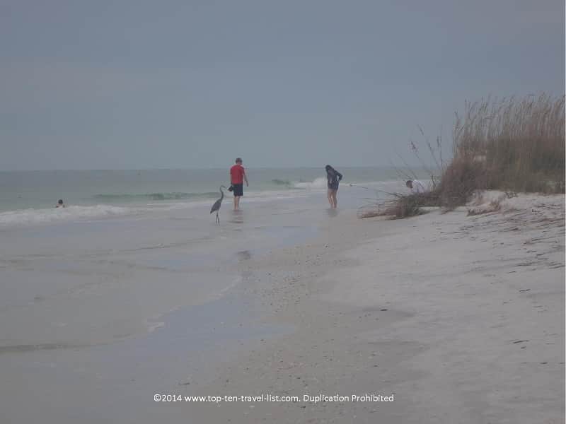 Taking a stroll along Anna Maria Island Beach 