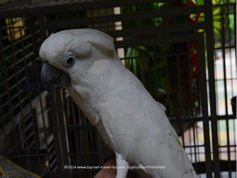 Australian Cockatoo at Sunken Gardens in St. Petersburg, Florida