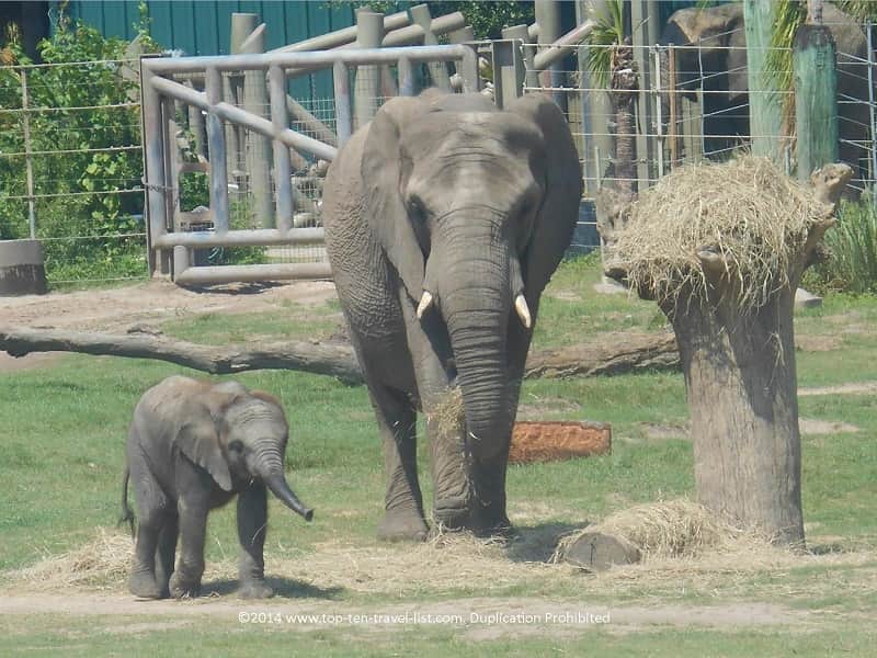 Baby elephant at Lowry Park Zoo
