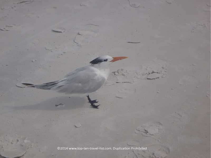 Birds on Anna Maria Island