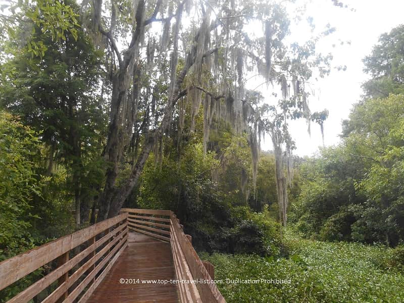 A view of the boardwalk trail at Lettuce Lake Park in Tampa, Florida 