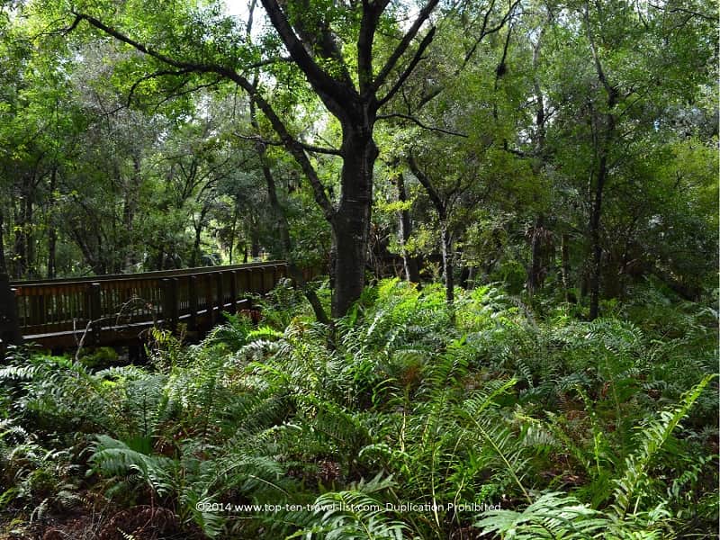 Trees on the boardwalk trail at Sawgrass Lake Park