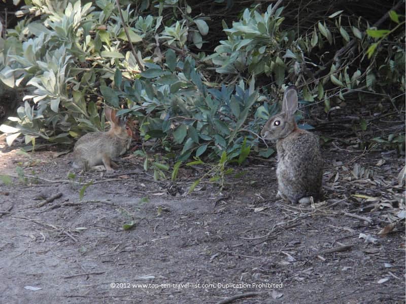 Bunnies at the El Dorado Nature Center in Long Beach, CA