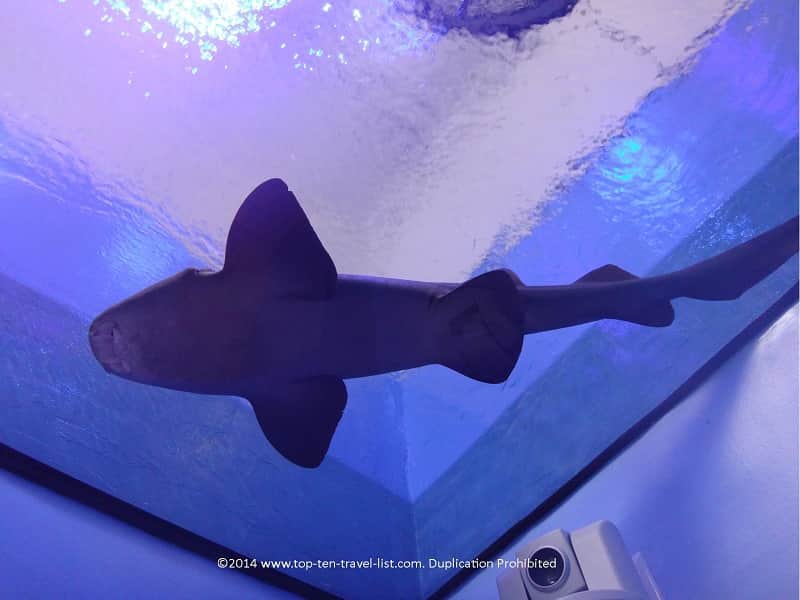 Aquarium at Rumfish Grill