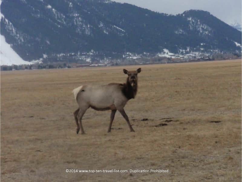 Elk and mountain views in Jackson Hole