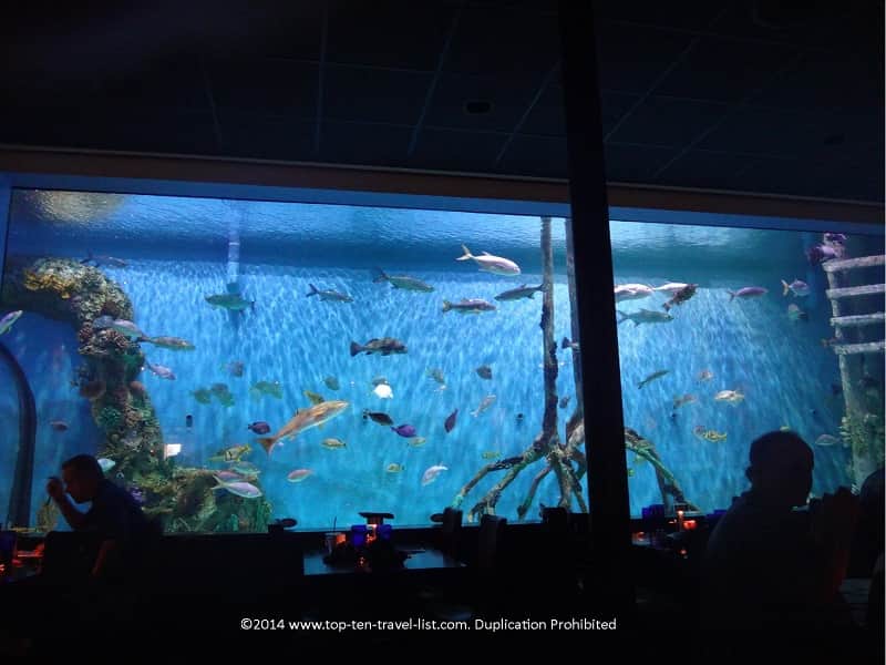 Tanked Aquarium at Rumfish Grill in St. Pete