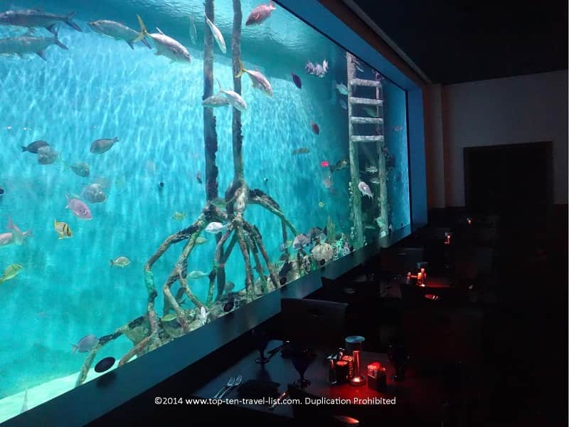 Rumfish Tank St. Pete