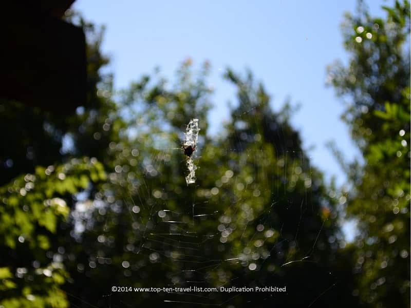 Spider web at Sawgrass Lake Park in St. Petersburg