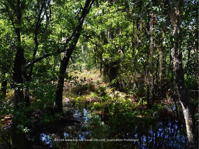 Swamp view at Sawgrass Lake Park in St. Petersburg