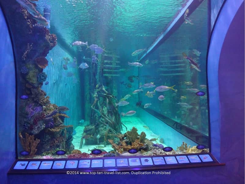 Tank viewing area at Rumfish Grill