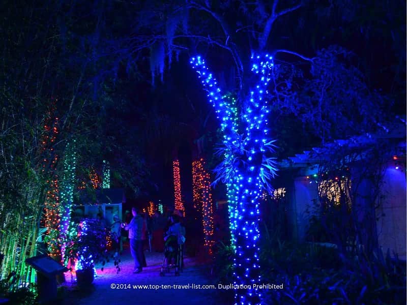 Blue tree lights at Florida Botanical Gardens